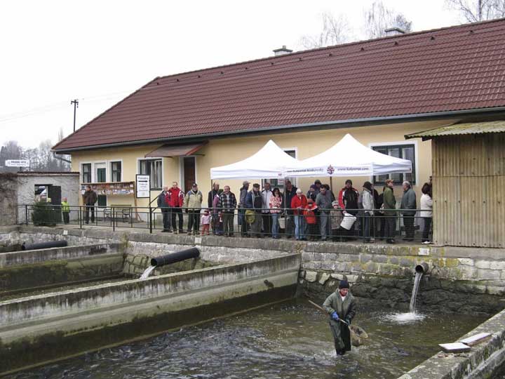 Angebot an Fischen aus Opočno