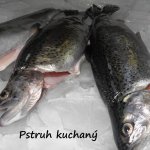 Fischverarbeitungsbetrieb