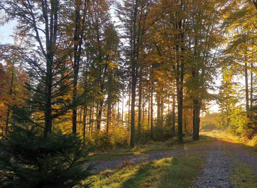Omezení vstupu do Kolowratských lesů - lov